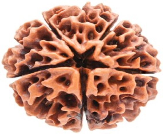 5-Mukhi-Rudraksh